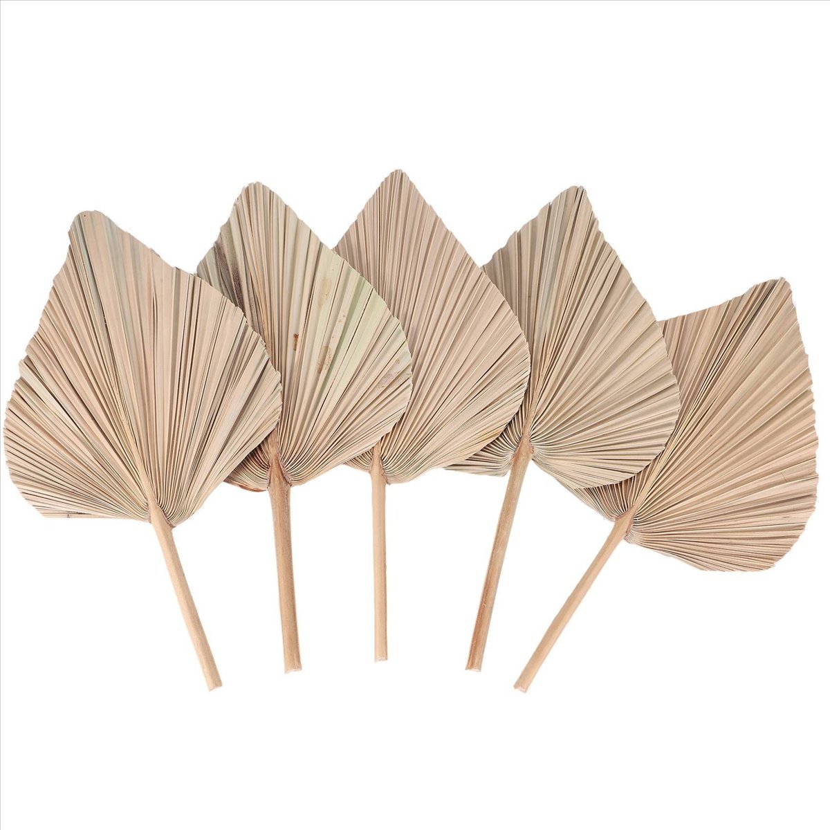 NOCM Dried Palm Leaves Room De – обзор и цена Palm Leaf Dried