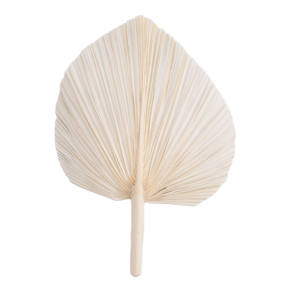 Qualitative Large White Dried  – обзор и цена Palm Leaf Dried