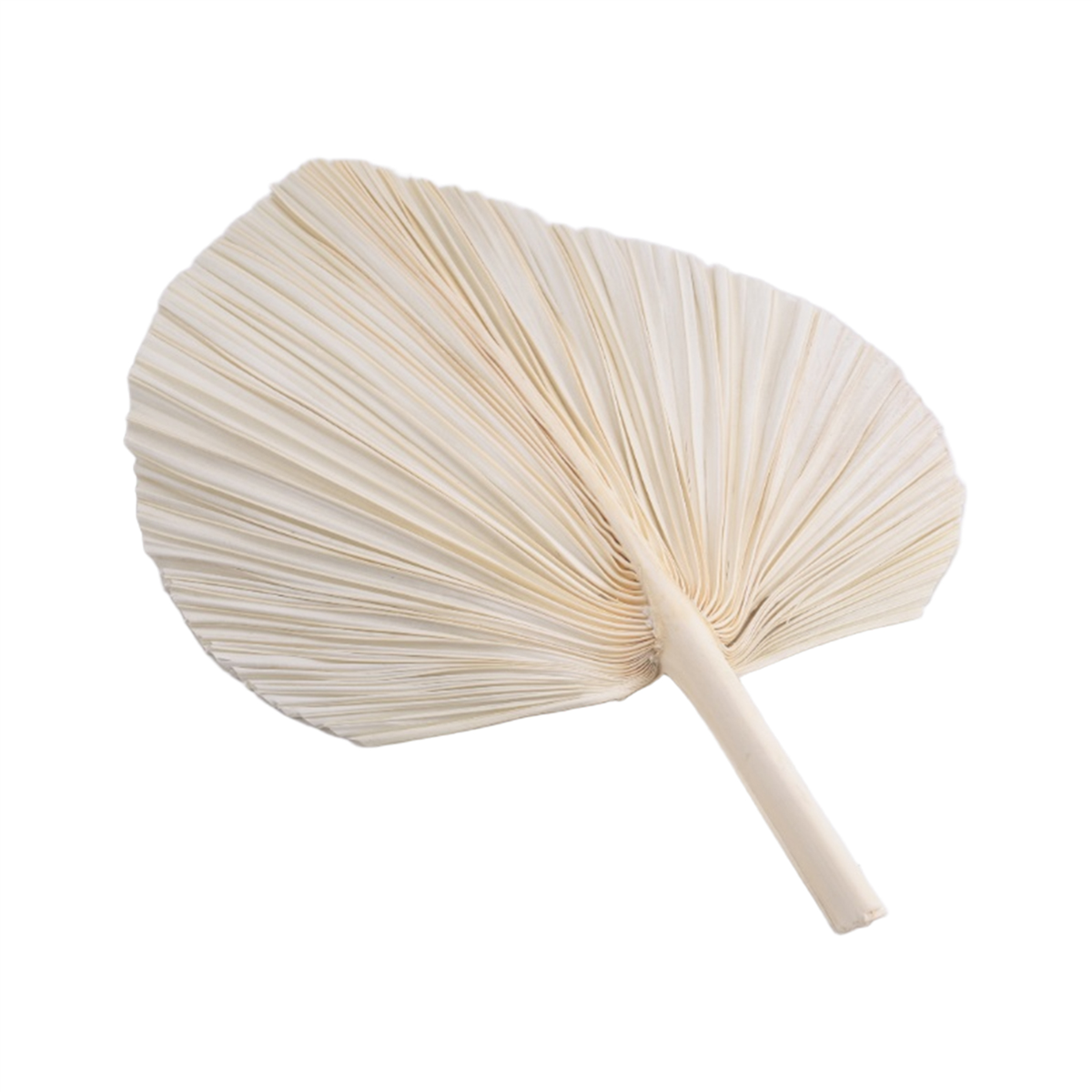 Qualitative Large White Dried  – обзор и цена Palm Leaf Dried