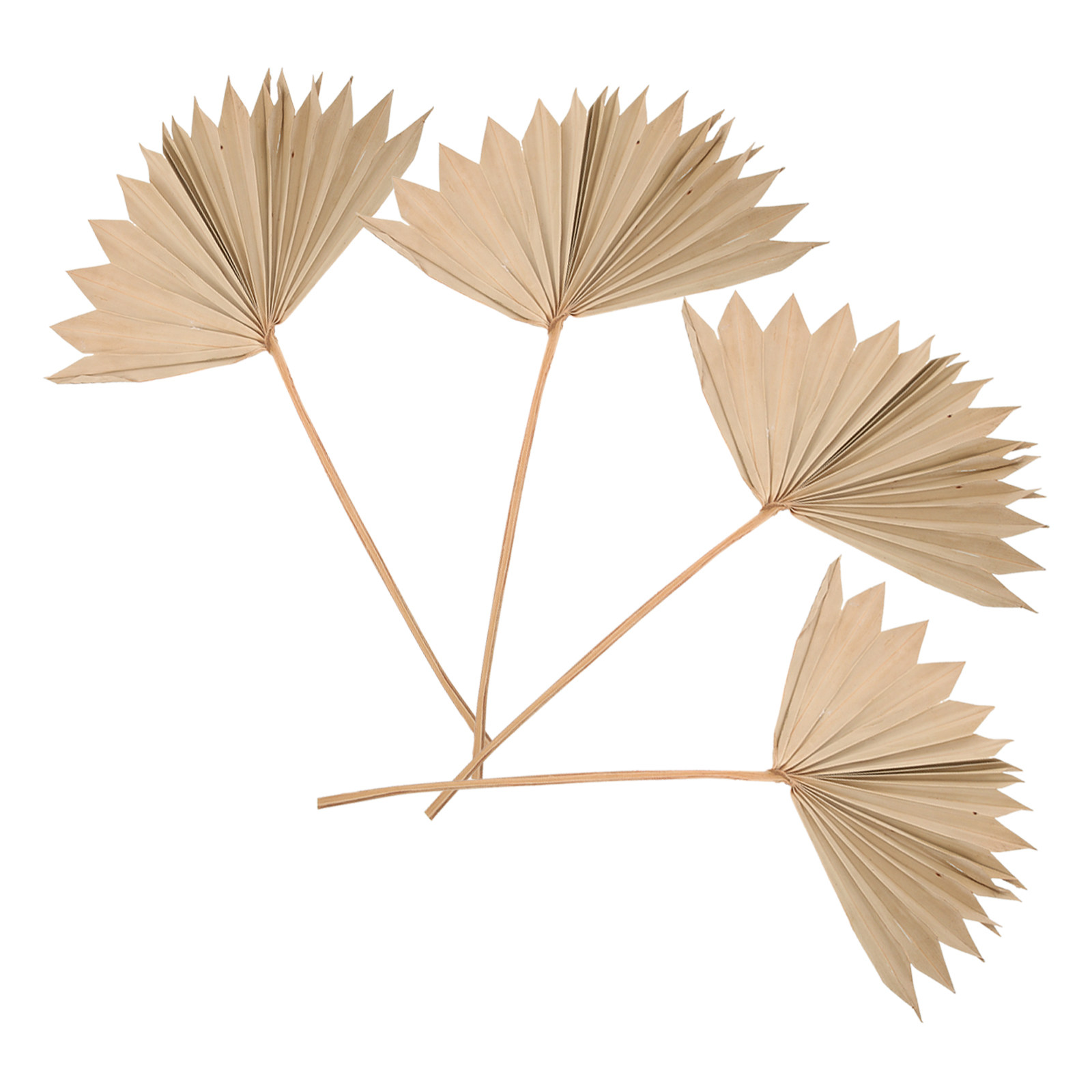 4Pcs Dried Palm Leaf Decor Wal – обзор и цена Palm Leaf Dried