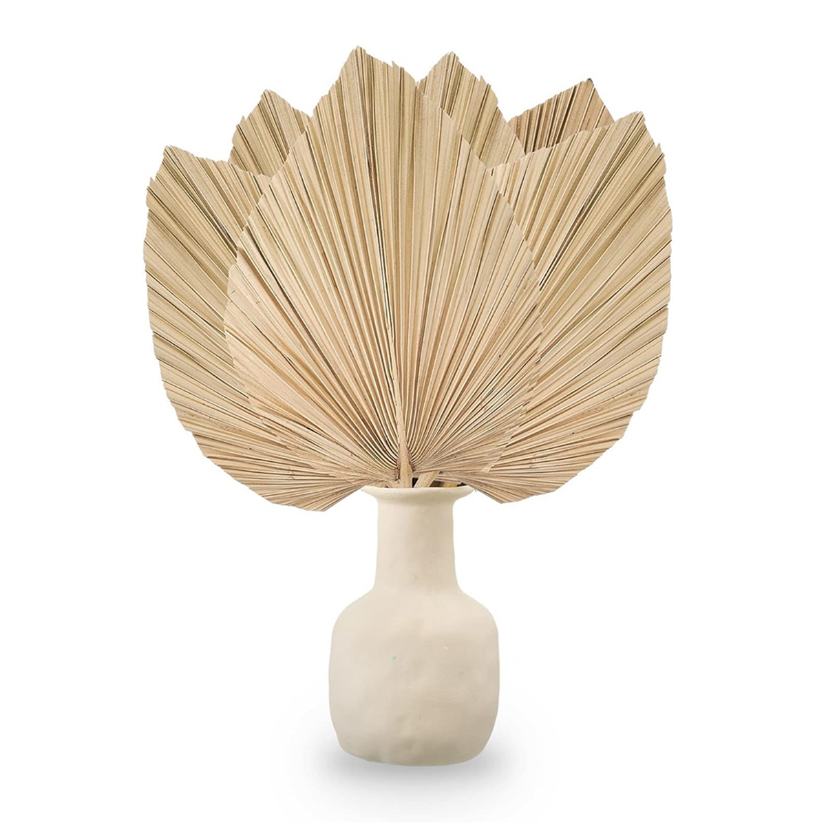 New 6PCS Dried Palm Leaves Nat – обзор и цена Palm Leaf Dried
