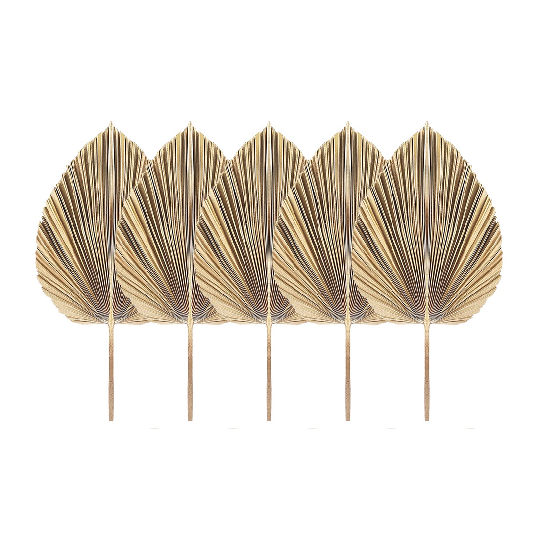 5Pcs Natural Dried Palm Leaves – обзор и цена Palm Leaf Dried